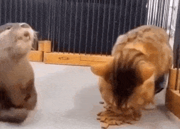 two otters are eating food from a bowl in a cage .