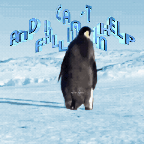 Funny Animals Funny Penguin Gif GIF - Funny Animals Funny Penguin Gif Can'T Help Falling In Love Gif GIFs