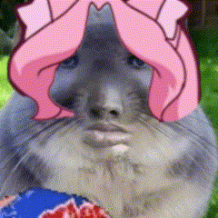 a close up of a cat wearing a pink hat
