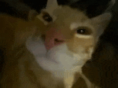 a close up of a cat 's face with a pink nose and black ears .