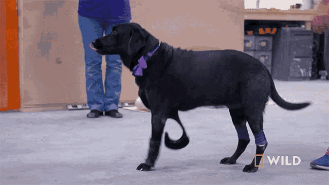Limping Laci GIF - Limping Laci National Geographic GIFs