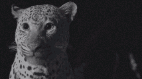 a black and white photo of a leopard