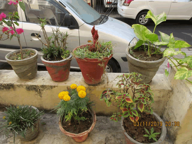 a photo of potted plants taken on 03/11/2014 at 20:39