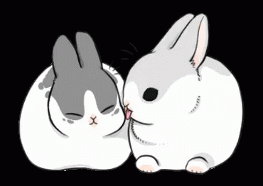 兔子 GIF - Rabbit GIFs