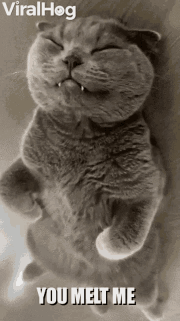 Melting Cat GIF - Melting Cat GIFs