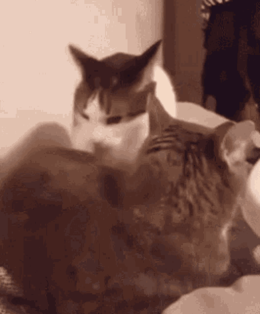 Cat Back Attack Cat GIF - Cat Back Attack Cat Cats GIFs
