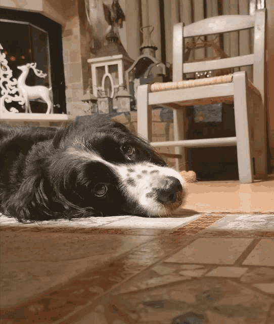 a black and white dog laying on a rug in front of a fireplace