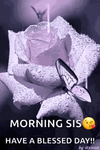 a purple rose with water drops on it and a butterfly on it