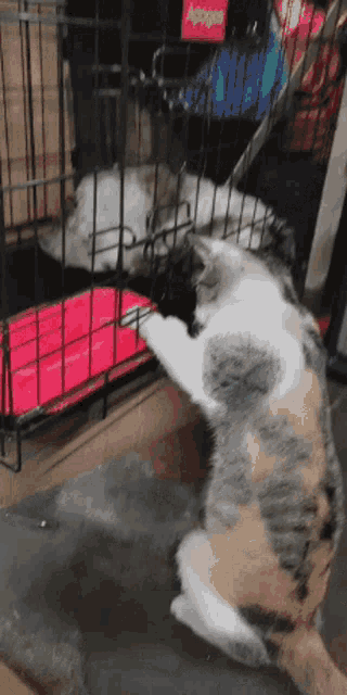 Stealing Cats GIF - Stealing Cats Dog GIFs