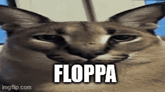 a close up of a cat 's face with the word floppa written on it