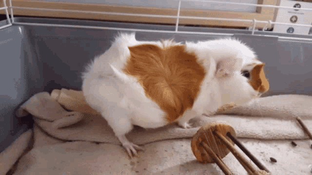 How Many Times Can A Guinea Pig Get Pregnant GIF - How Many Times Can A Guinea Pig Get Pregnant GIFs