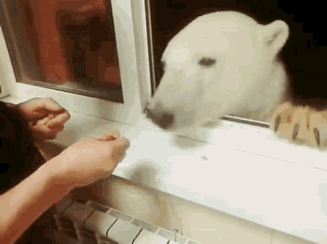 Polar Bear Snacking GIF - Polar Bear Snacking Bears GIFs