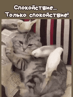 a cat laying on a bed with two white birds on top of it in russian