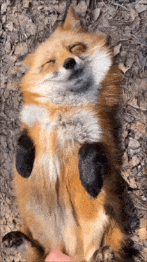 a fox laying on its back with its eyes closed