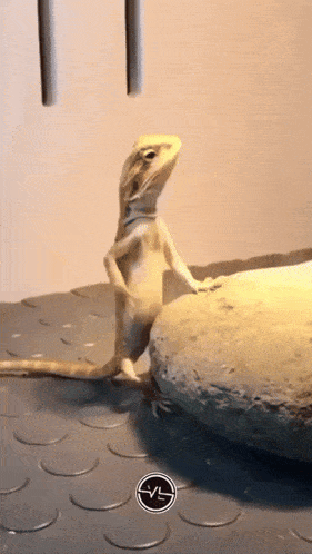 a lizard standing on its hind legs next to a rock with the letter vl on the bottom