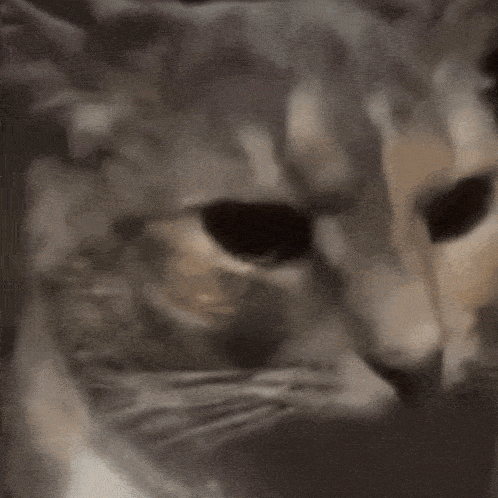 a close up of a cat 's face with a blurry background