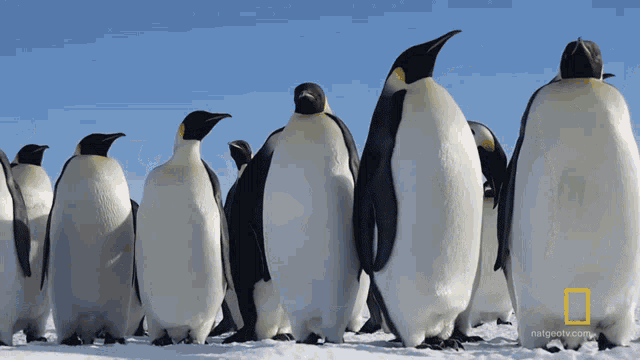 Straying From The Group Eror Penguins GIF - Straying From The Group Eror Penguins Penguins GIFs