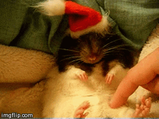 a hamster wearing a santa hat is being touched by someone