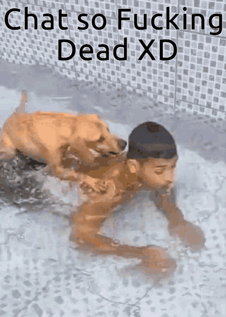 Dog Chat GIF - Dog Chat Dead GIFs
