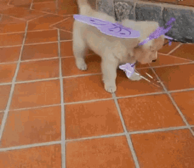 Puppies Cute GIF - Puppies Cute Puppy In Costume GIFs