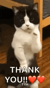 a black and white cat is standing on its hind legs and says `` thank you ! ''