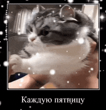 a gray and white cat is being held in a person 's hands
