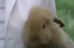 Happy Bunnies GIF - Rabbit Bunny Smile GIFs