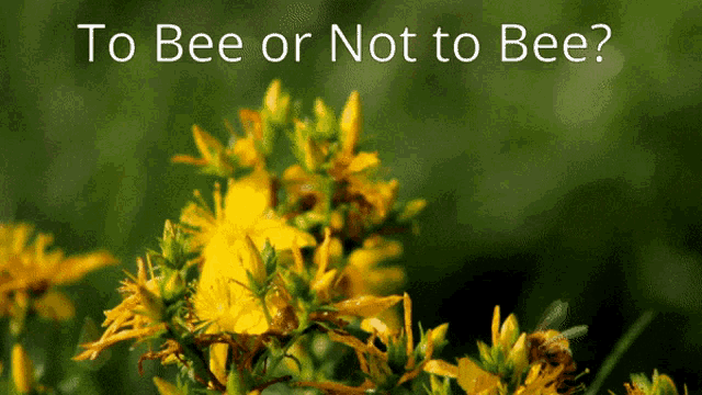 To Be Or Not To Be Bee GIF - To Be Or Not To Be Bee Bees GIFs
