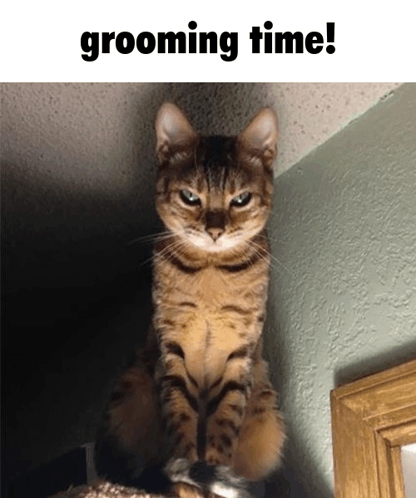 Grooming Sily GIF - Grooming Sily Cat GIFs