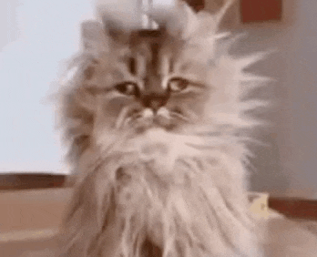 a close up of a fluffy cat with a very long haired head .