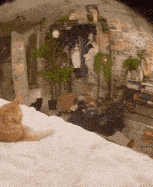 a cat is laying on a bed in a room with plants .