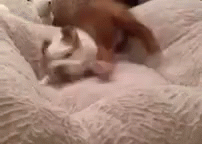 Puppy Loves Her Bed GIF - Dog Puppy Bad GIFs