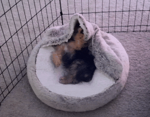 a dog is sleeping in a round bed with a blanket on it