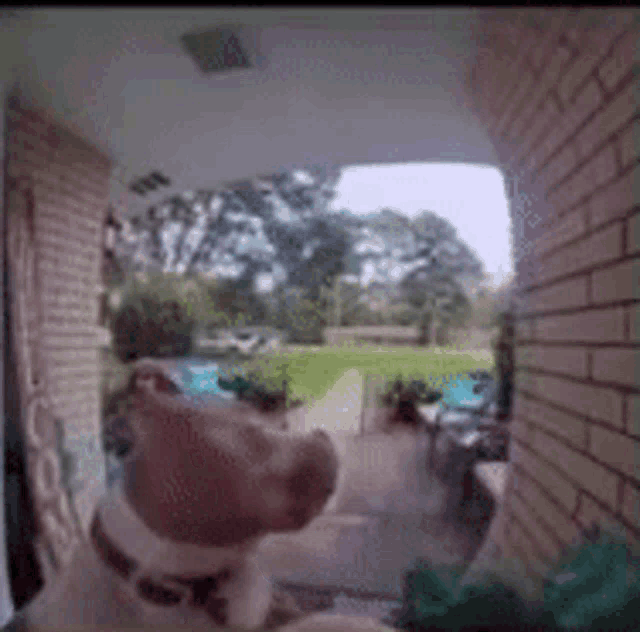 a dog is standing on a porch in front of a brick building looking out the window .