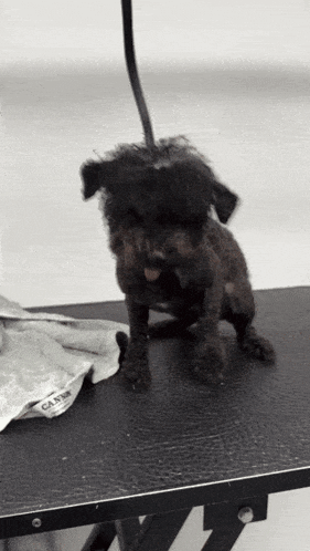 a small black dog is sitting on a black table