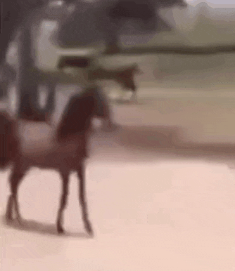 a blurred image of a horse standing on a dirt road .