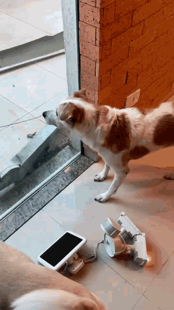Shaky Dog Shaking Dog GIF - Shaky Dog Shaking Dog Cat GIFs