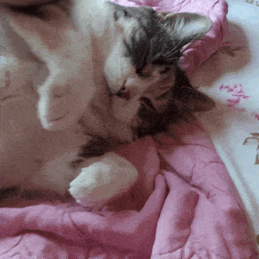 a cat laying on a bed with a pink blanket