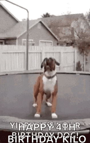 a boxer dog is jumping on a trampoline with the words `` happy 4th birthday kilo '' written on it .