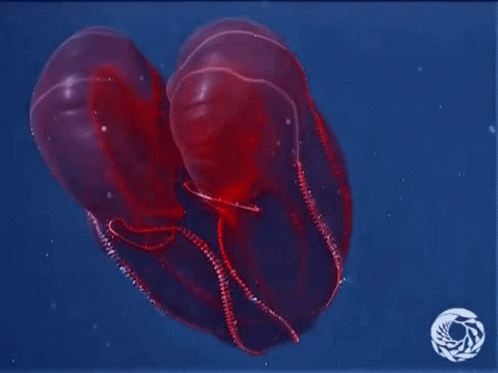 Jellyfish Dance GIF - Jellyfish Dance Sea Creatures GIFs