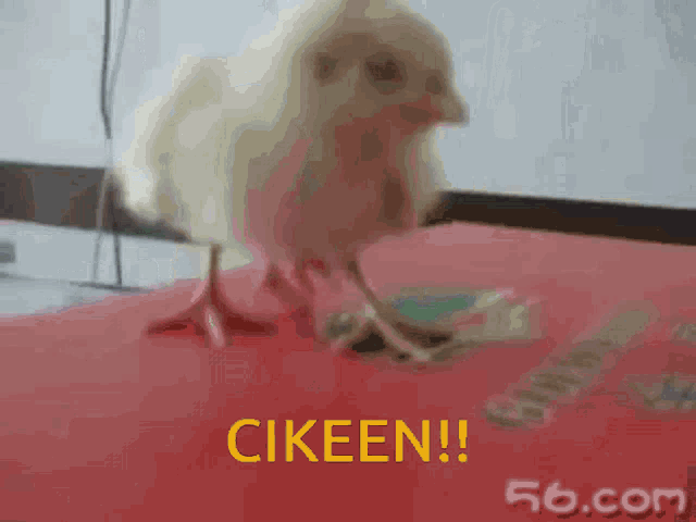 a chick is standing on a red surface with the words cikeen on the bottom