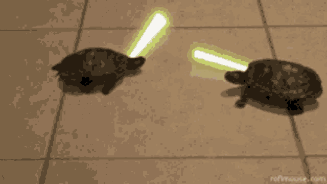 two turtles are standing next to each other on a tiled floor with the website refineuse.com at the bottom