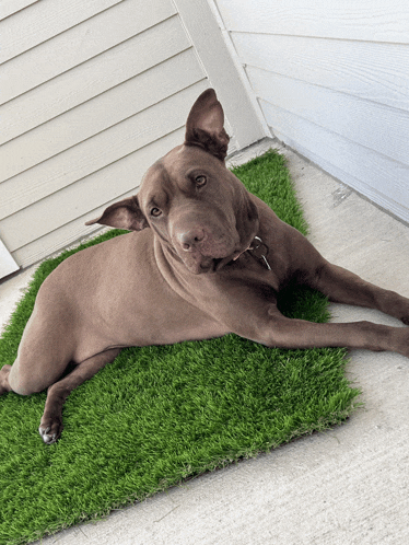 a brown dog laying on a green rug