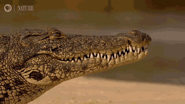 Edward Jackson Edward Jackson X Alligator GIF - Edward Jackson Edward Jackson X Alligator Alligator GIFs