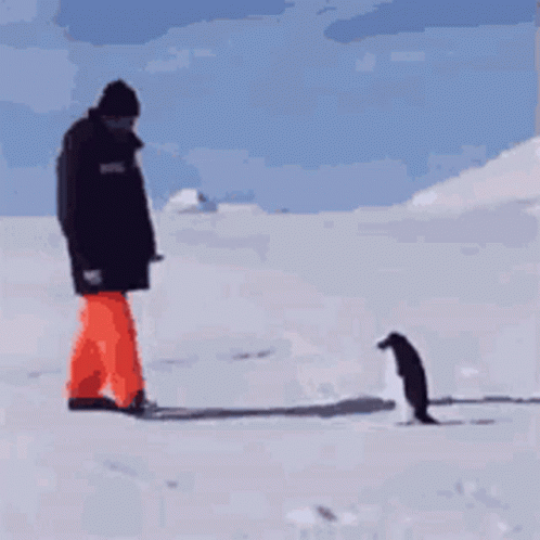 Get The Crap Away From Me Attack GIF - Get The Crap Away From Me Attack Penguin GIFs