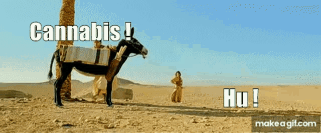 a man is riding a donkey in the desert with the words cannabis ! hu ! above him .