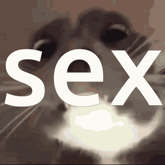 a close up of a cat 's face with the word sex behind it