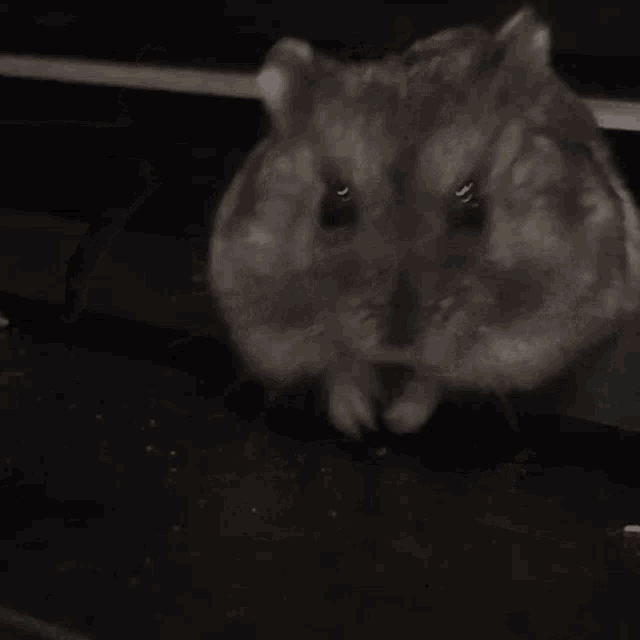 Cute Hamster Cute GIF - Cute Hamster Cute Hamster GIFs