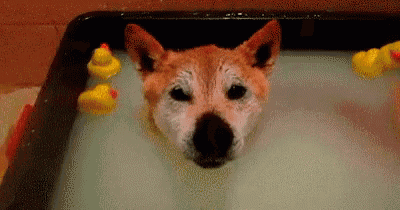 a dog is taking a bath in a bathtub with rubber ducks around it .