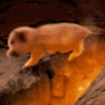 a pig is standing on a rock in a fire